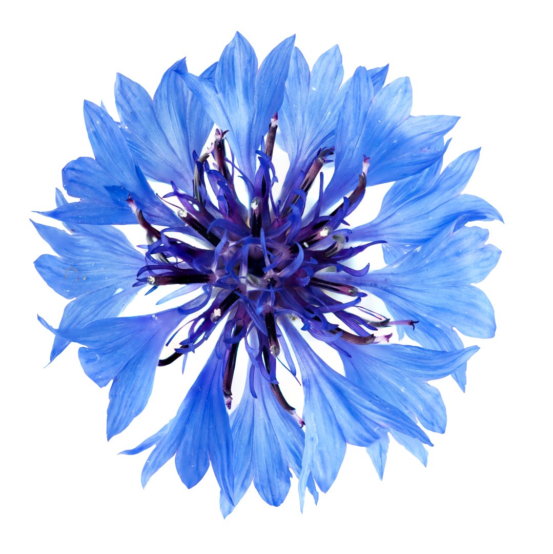Blue cornflower
