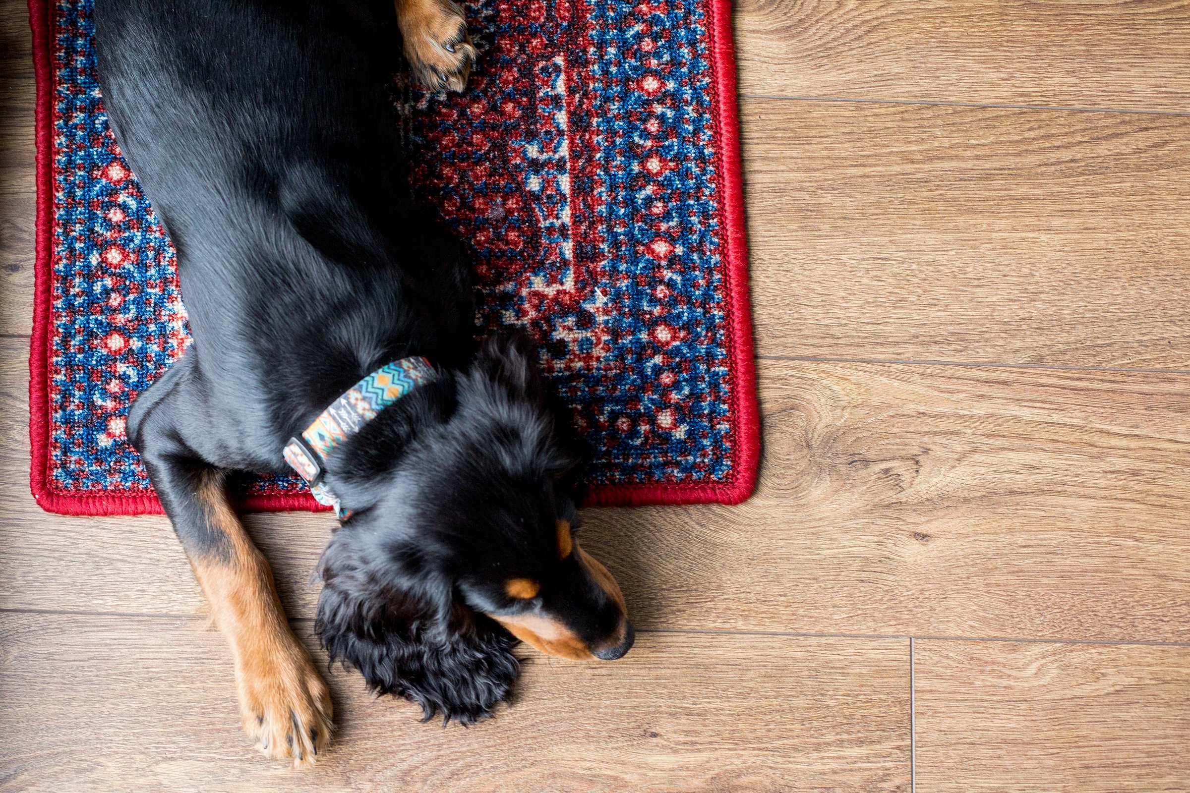 Black Russian hunting spaniel lying on a colorful red and blue rug on a wooden floor, viewed from above. Cozy home atmosphere with copy space for text or design on the right side
