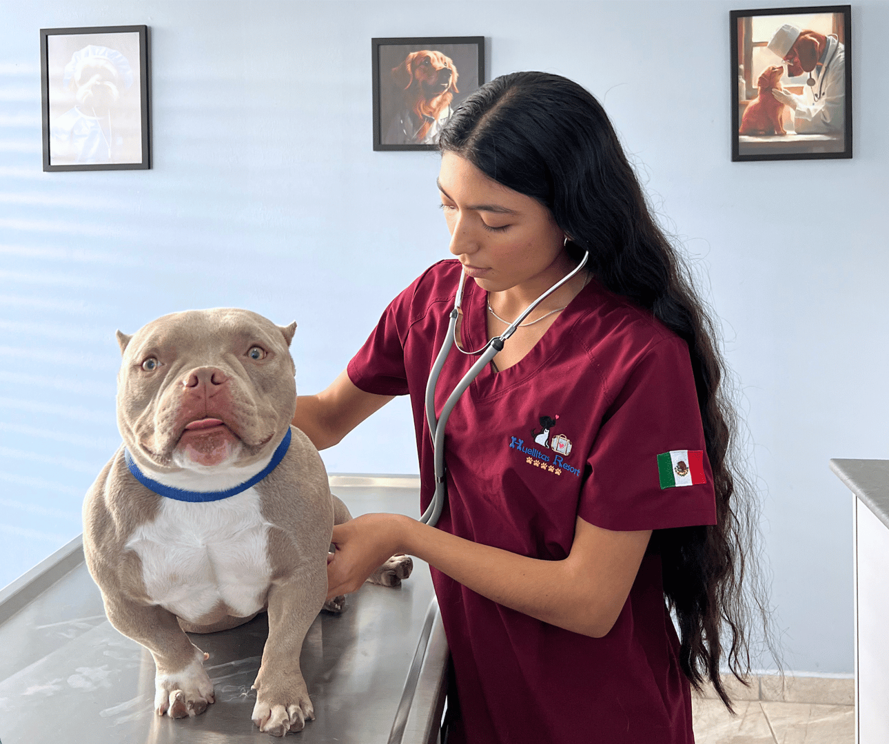 Veterinaria - Huellitas Resort