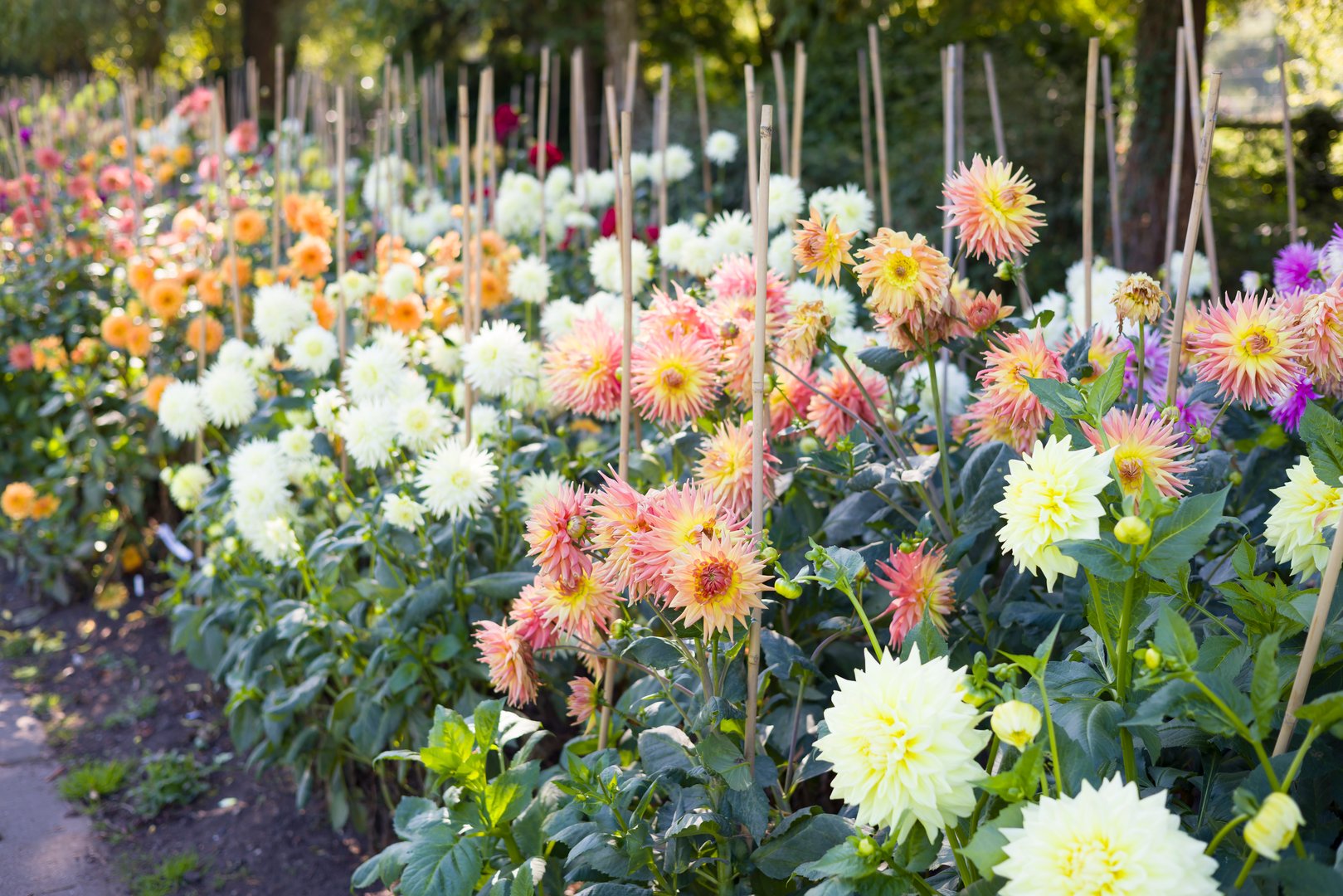 Rows of multicoloured dahlias in flower. Dahlia beds, Valley Gardens, Harrogate, UK