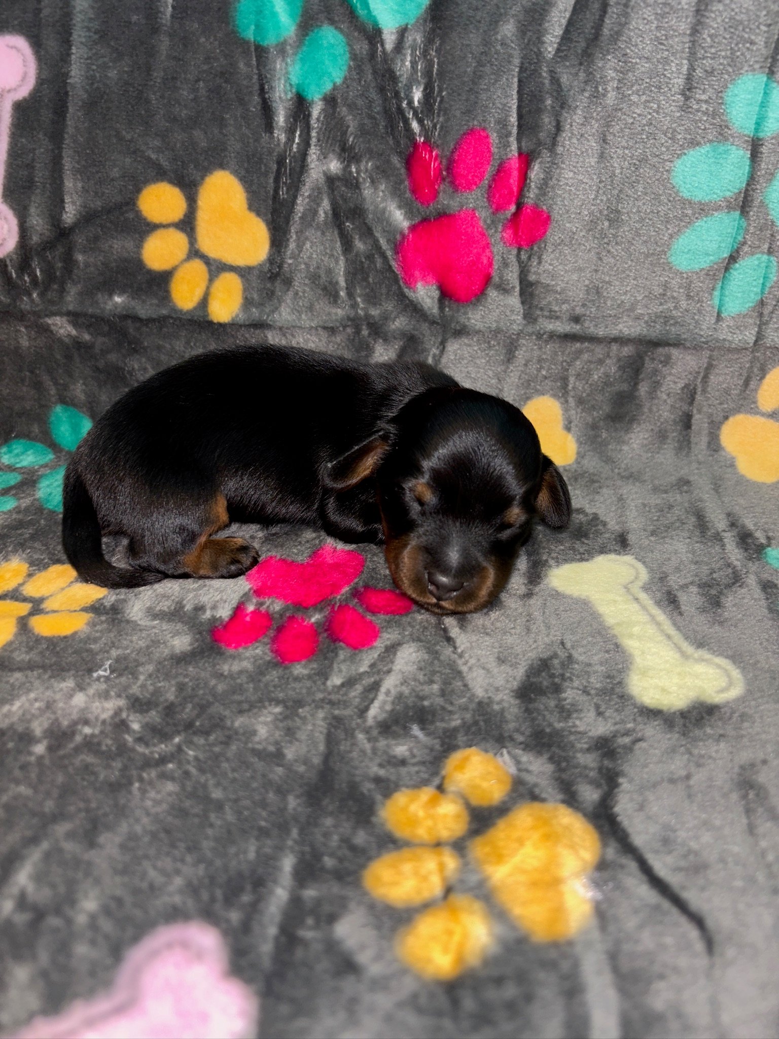 A small black puppy sleeping on a gray blanket with colorful paw prints and bone patterns.