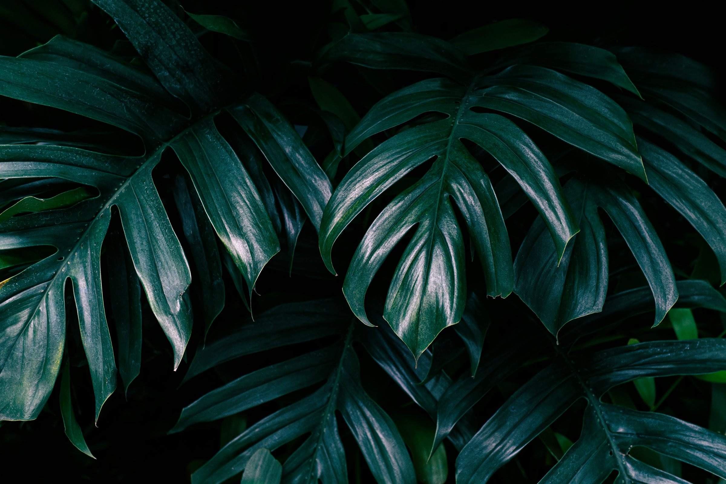 tropical leaf on dark background, monstera philodendron plant.