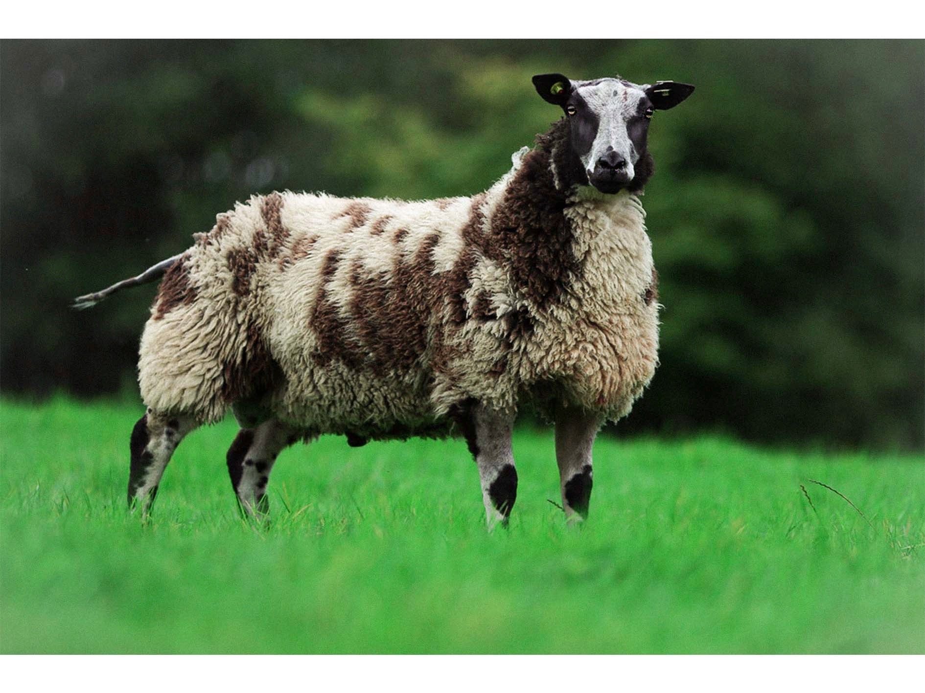 Carlaustan Eric (ET) - Dutch Spotted Ram