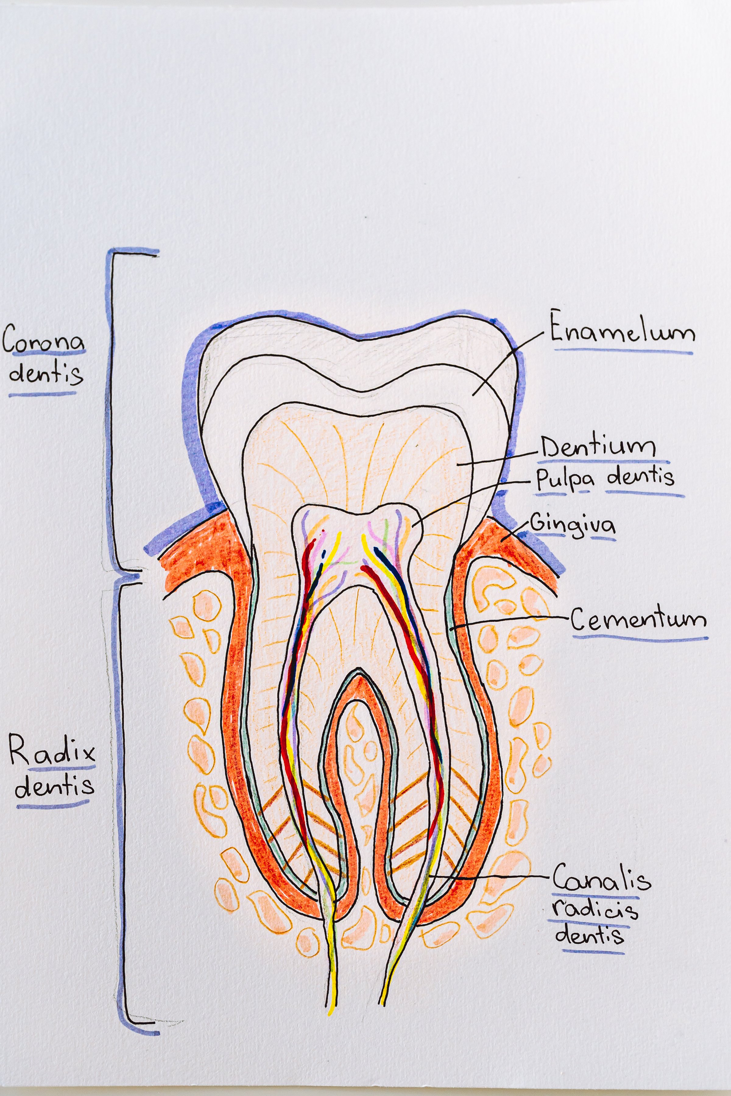 Diagrama de la estructura del diente