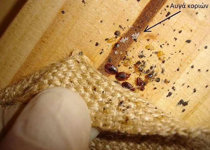 Veggedyr i ulike livsstadier