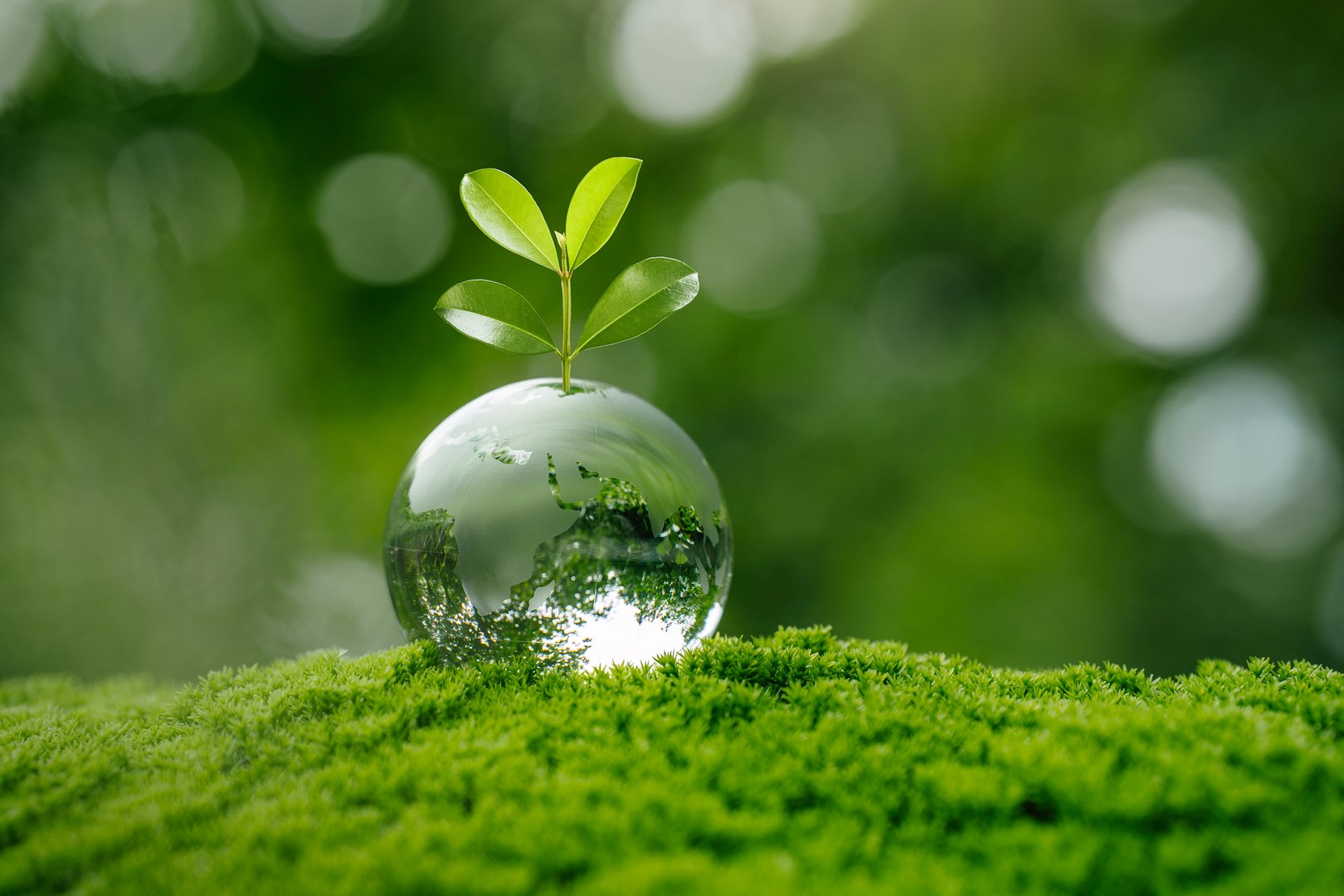 Small plant is growing on globe in green in forest for plant tree and Earth Day concept. Sustainable environment, green business, circular economy, supply chain, Reducing Carbon emission to net zero