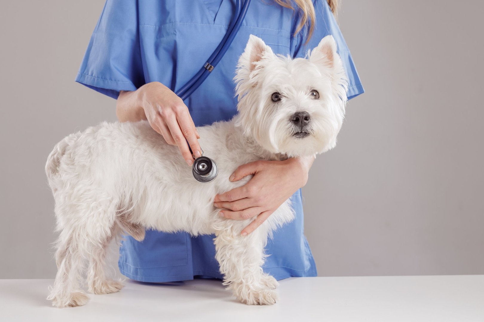 A veterinarian in blue scrubs examines a small white dog using a stethoscope. The dog appears calm and healthy, standing on a table against a neutral background.