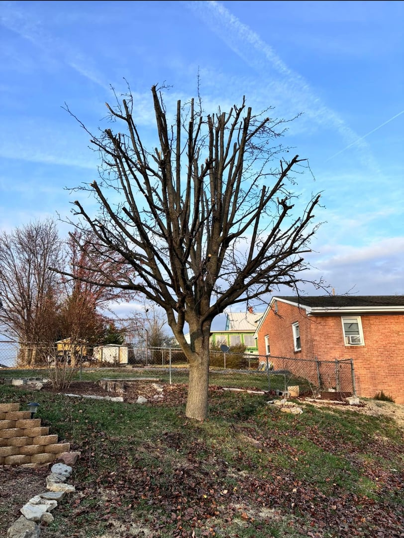 Tree trimming service