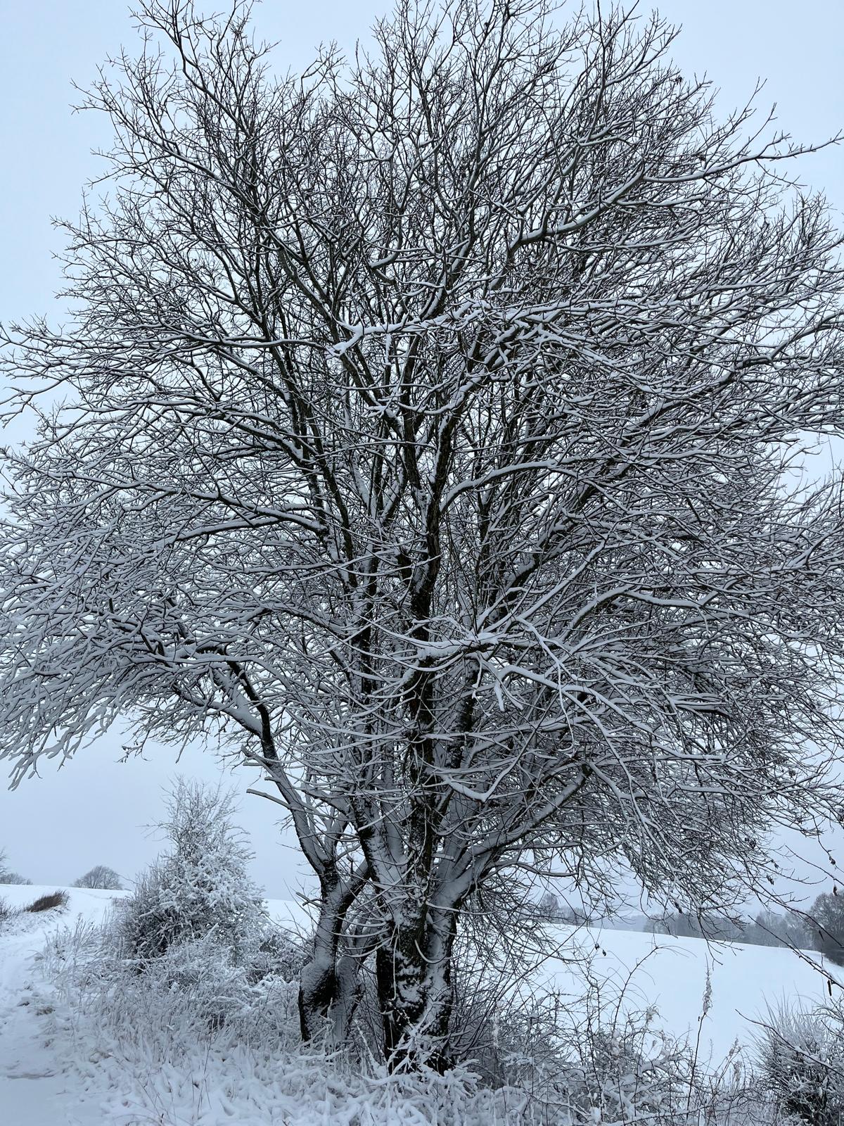 Garden view at Eifel Moments