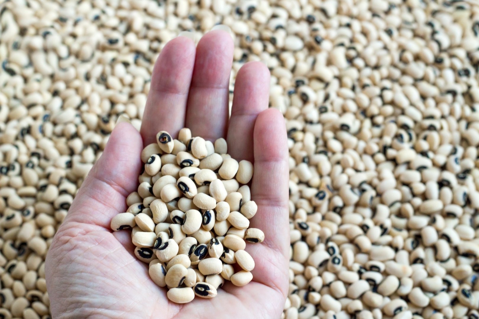 Black-eyed pea or cowpeas in an unknown hand against cowpea background.