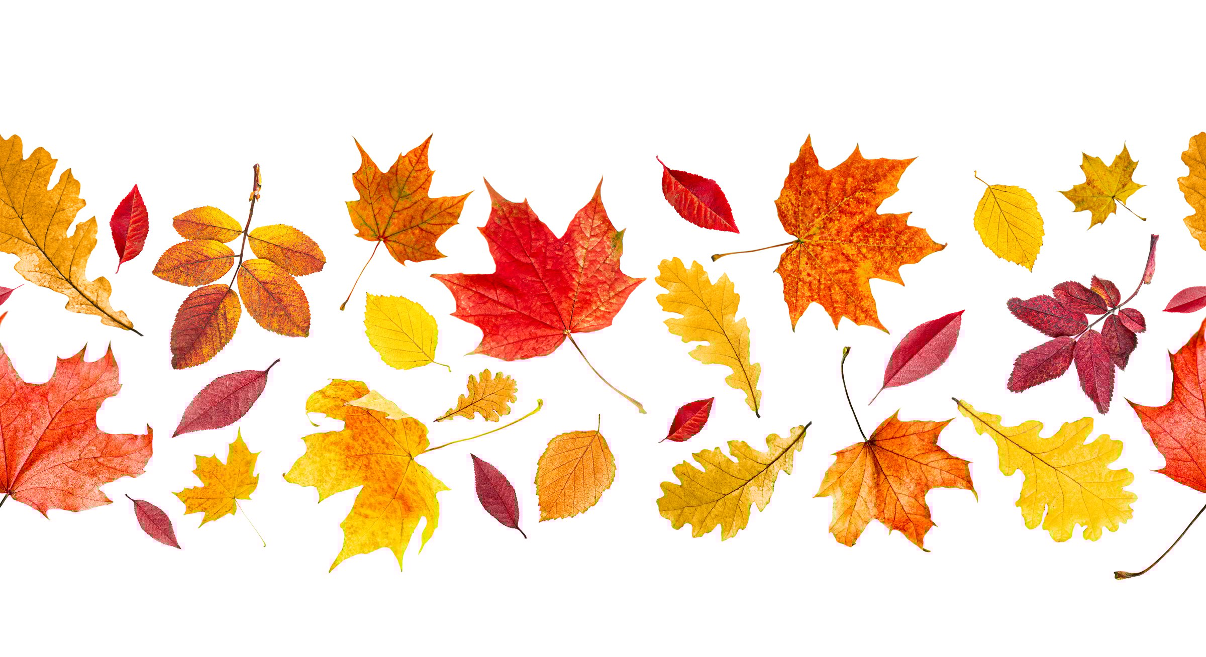 seamless pattern of different autumn leaves on white isolated background