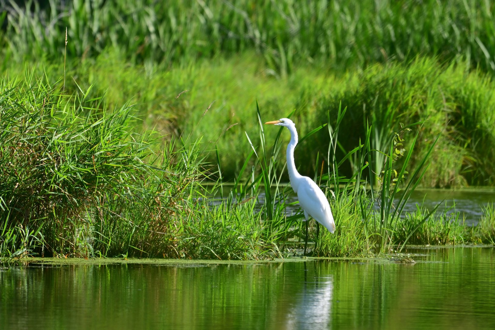 Great Egret stands in the tall reeds along the edge of a river
