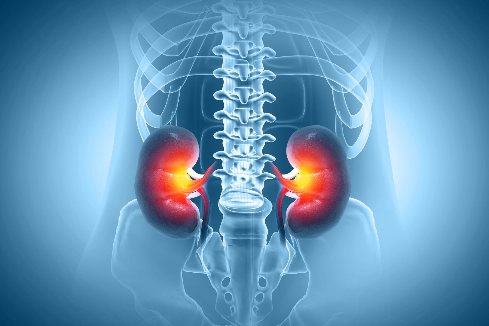 Human kidneys anatomy structure, kidney disease. 3d illustration