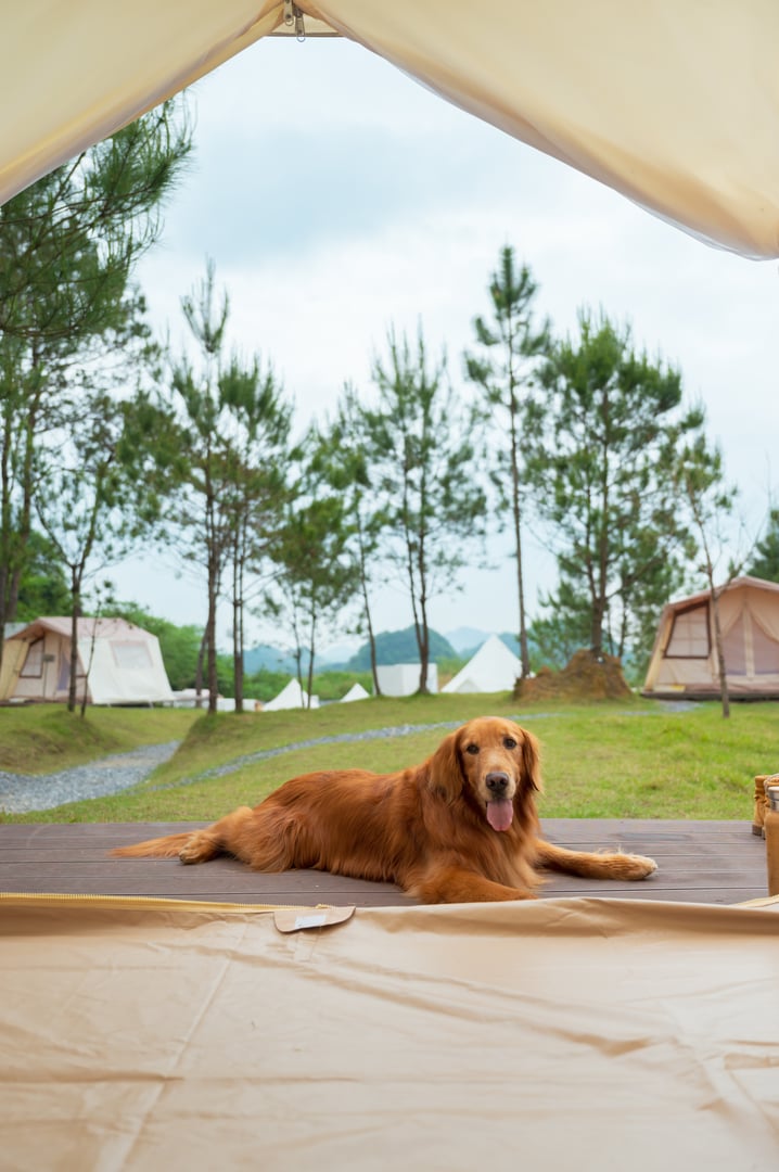 Golden retriever lying in front of the tent door