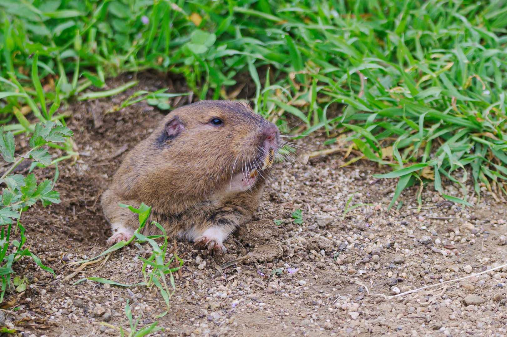 A gopher looks outside its home at people passing by
