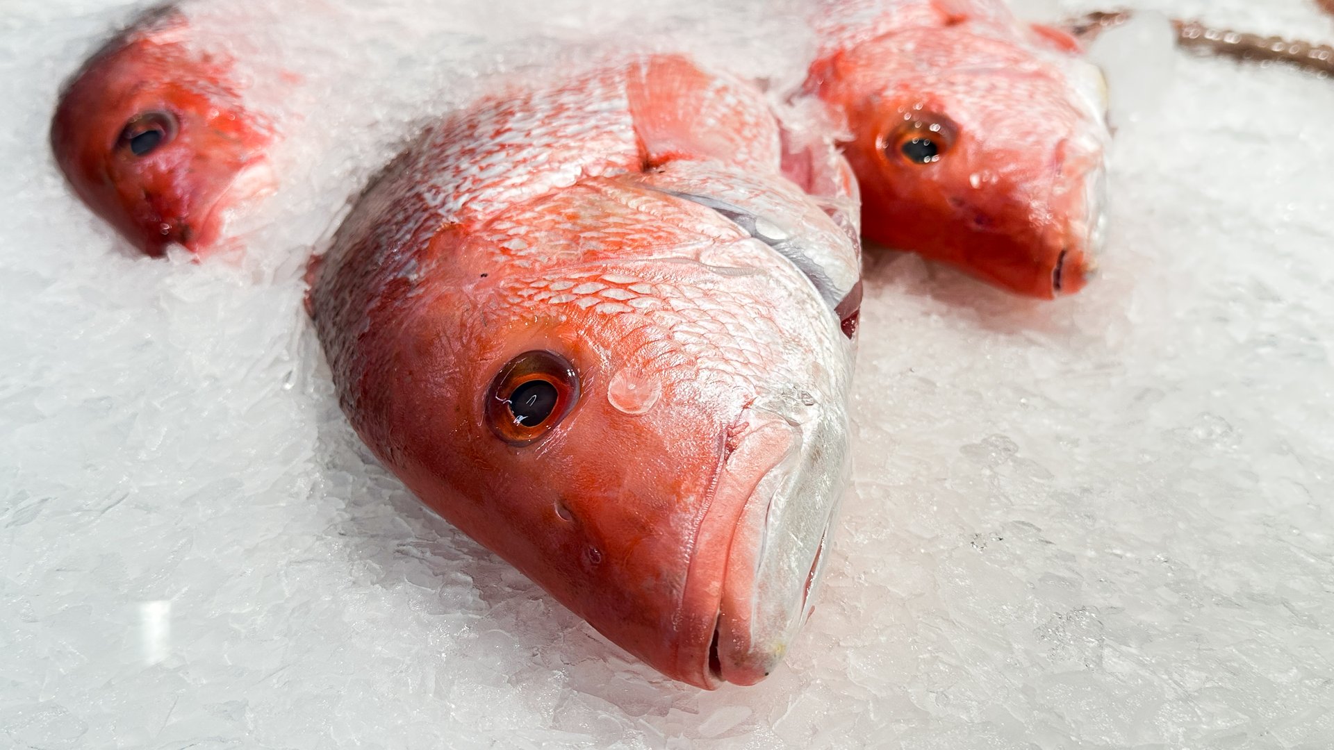 Vibrant red snapper rest on a bed of ice at a seafood market, showcasing their freshness and quality, ready for culinary preparations