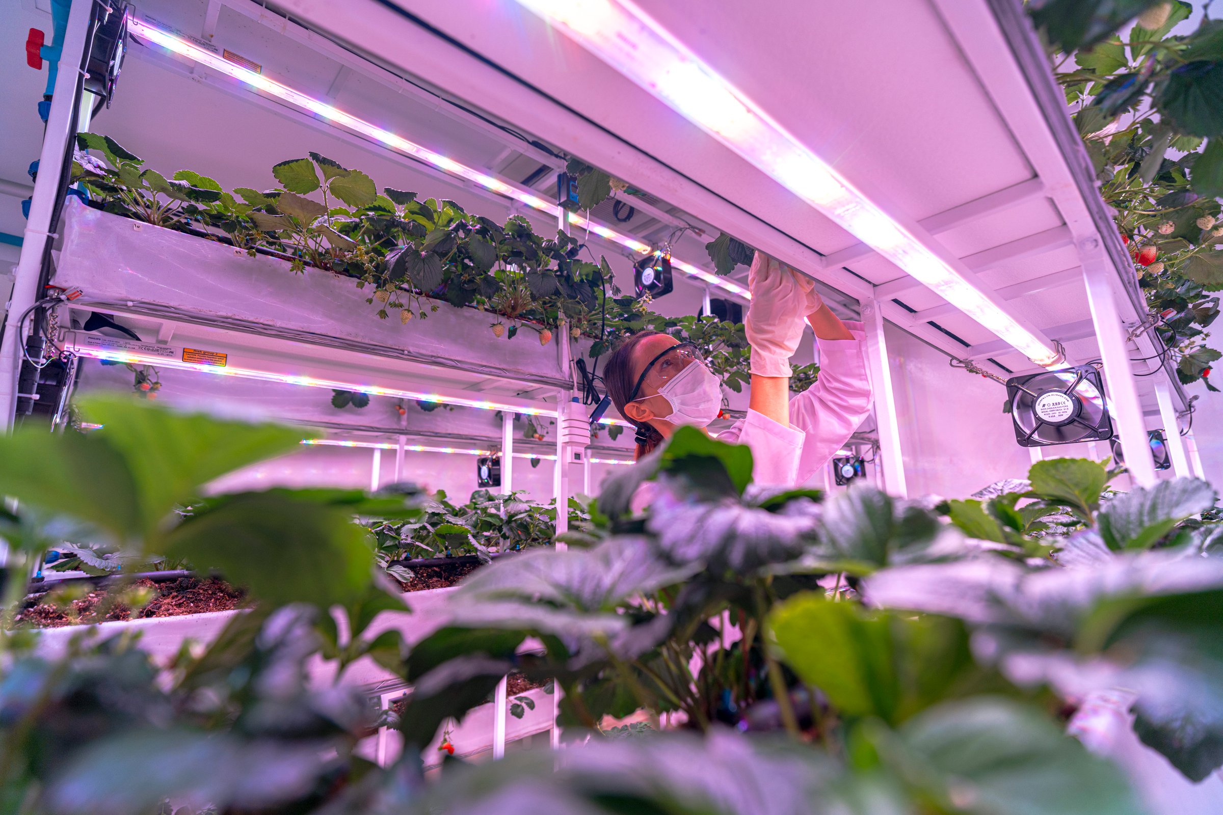 A scientist inspects plants on multi level indoor shelves under pink grow lights, focusing on vertical farming research. The setup emphasizes sustainable agriculture and controlled environment growth.