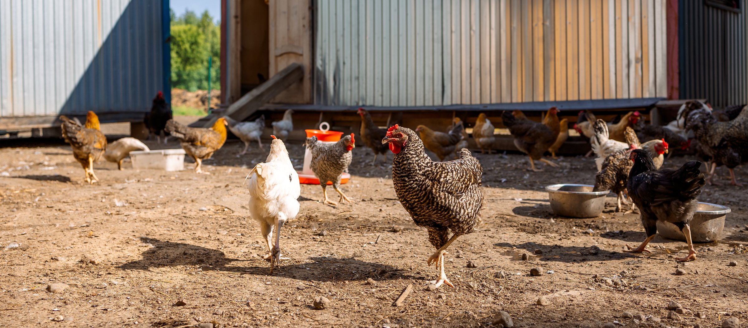 Poultry yard with domestic hens, roosters, geese. Birds walk on rural organic nature farm and eat food. Selective focus. Panoramic view, banner