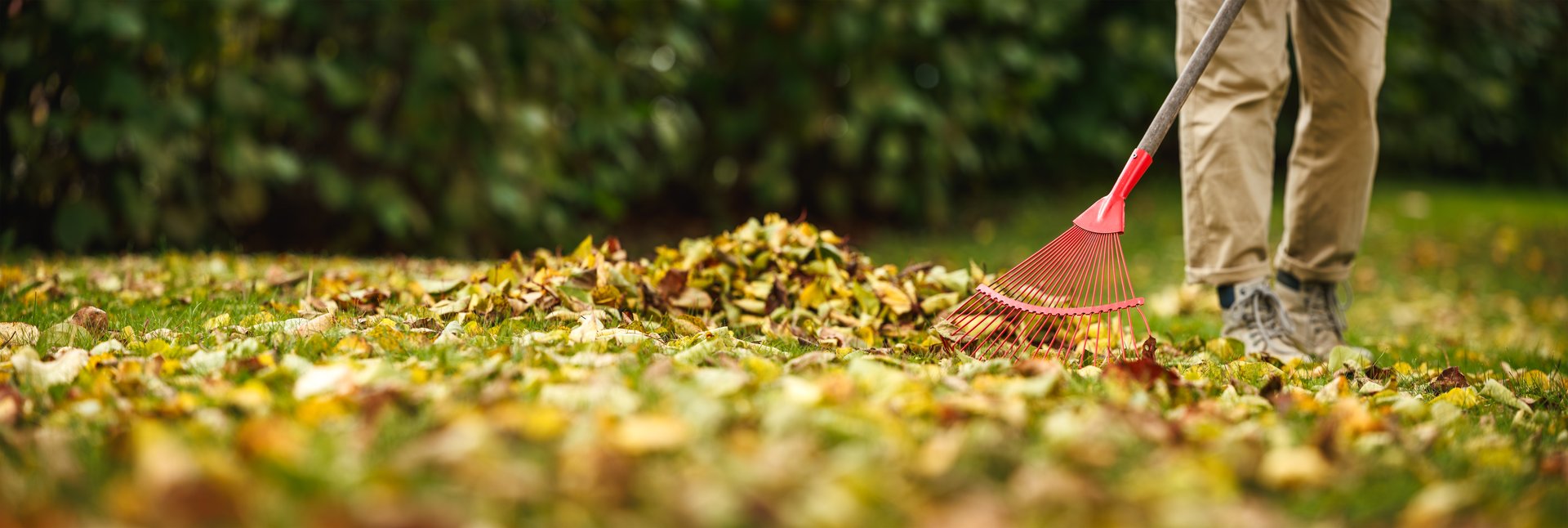 Raking fallen leaves from lawn in autumn garden. Panoramic view at gardener with rake. Gardening equipment and tool