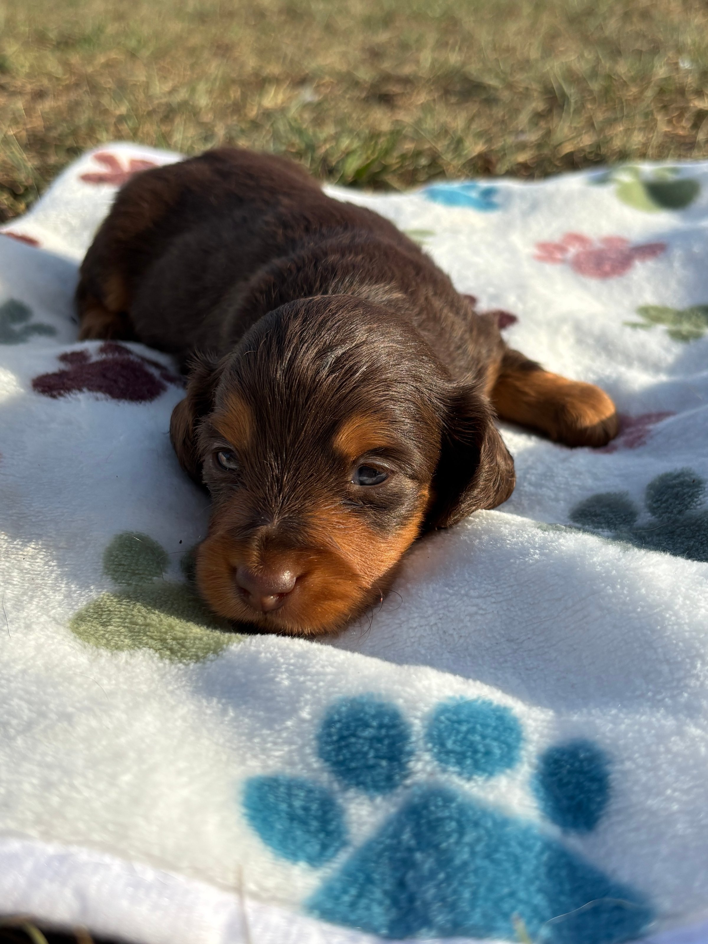 A small brown puppy lying on a white blanket with colorful paw prints, outdoors on a grassy field.