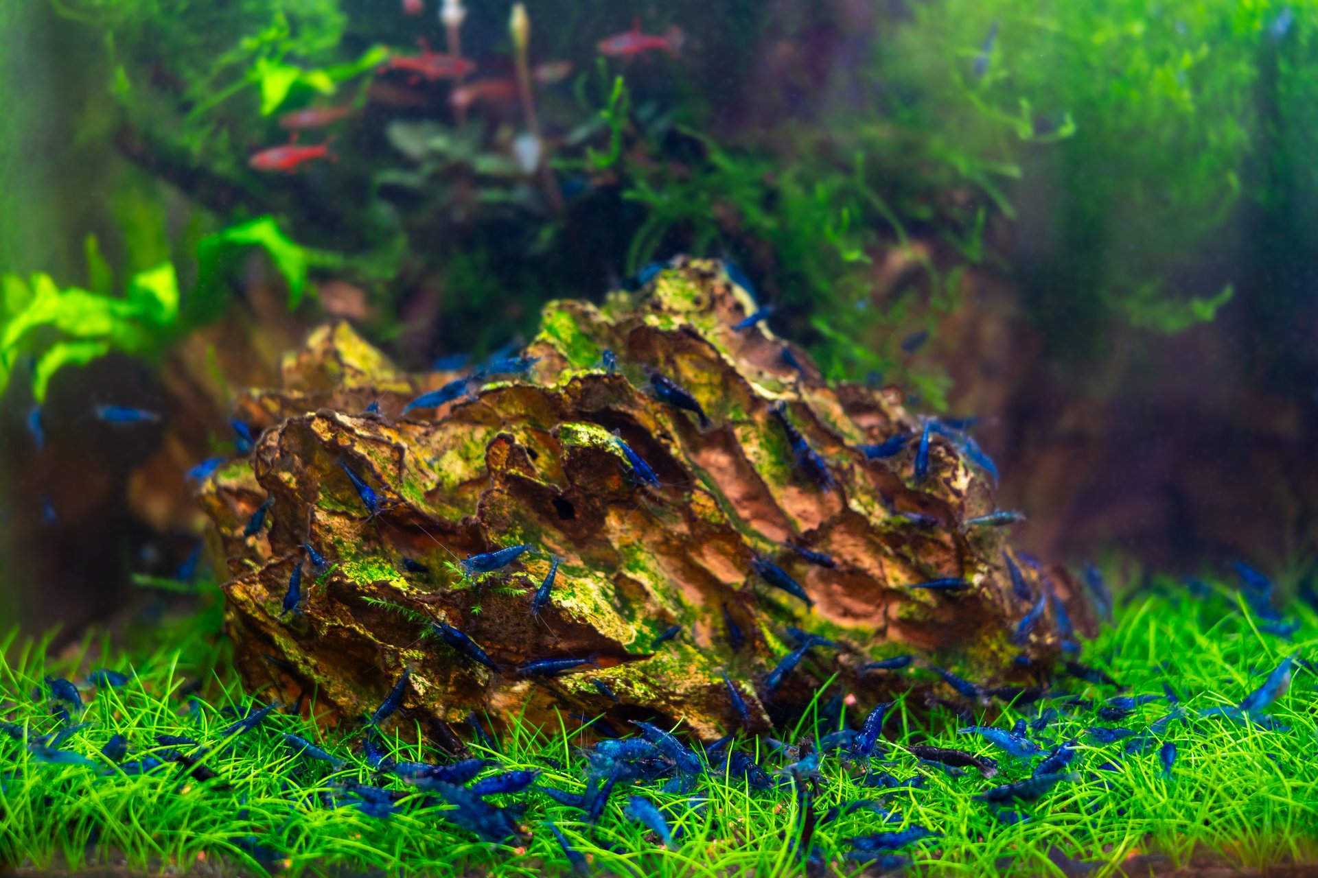 Professional planted aquascape with Blue Dream shrimp on driftwood and dragon stone featuring perfect water parameters for Caridina shrimp breeding, soil substrate supporting optimal plant nutrition and pH stability