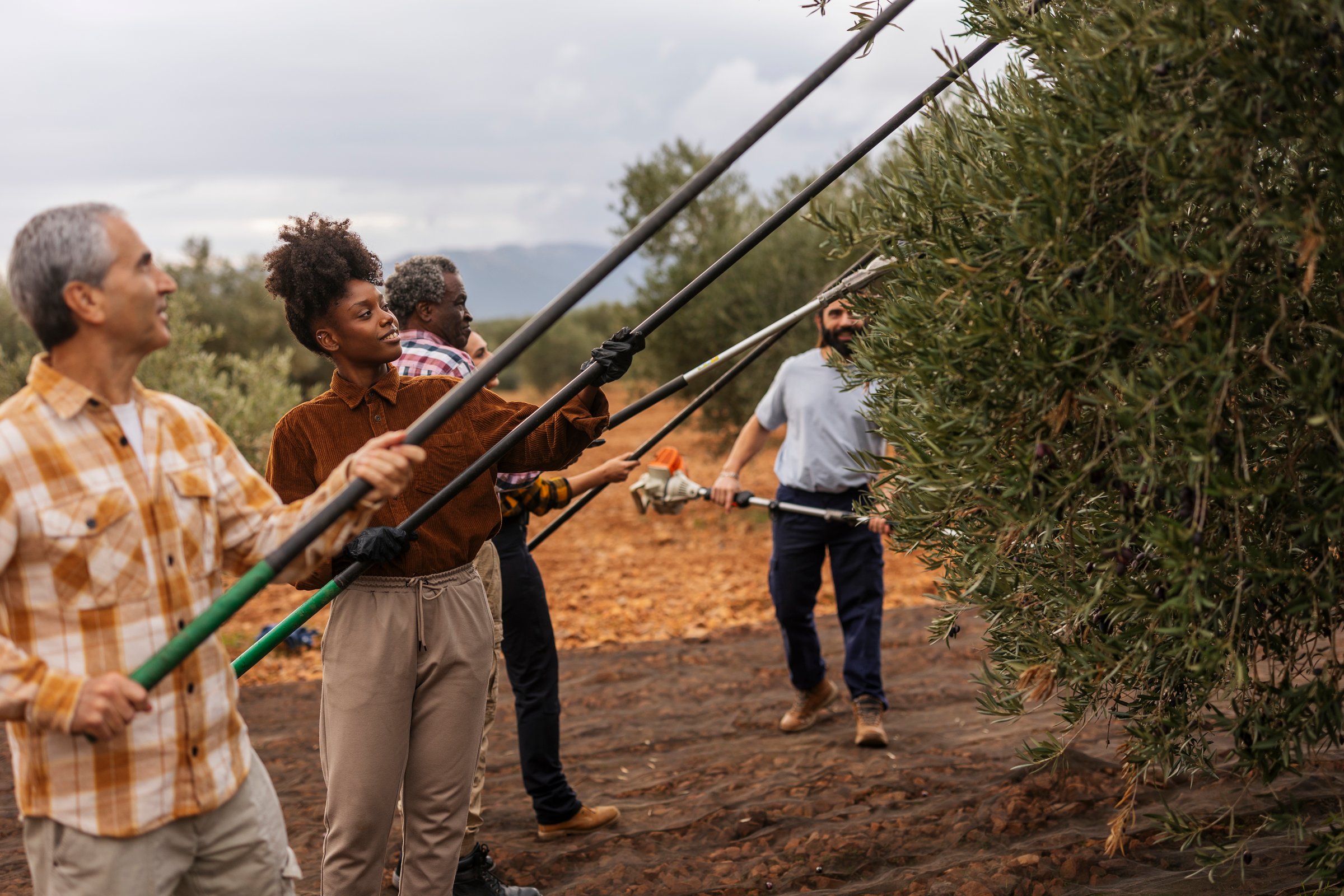 Multi ethnic team of farmers working together, harvesting olives in an olive grove, using long rakes to collect the ripe fruit from the trees