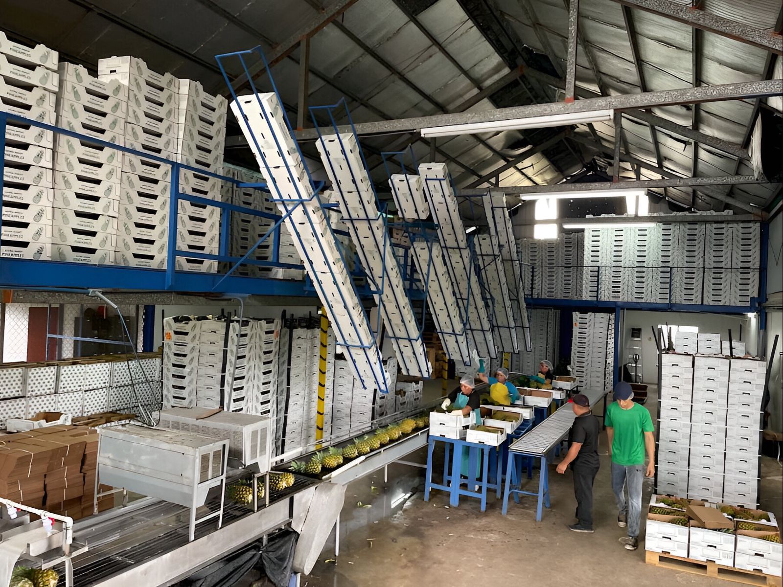 Calidad premium en cada fruto