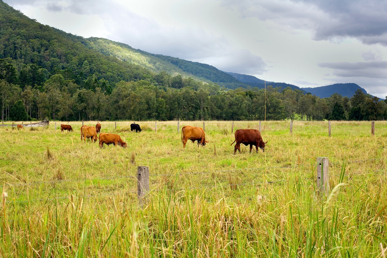 Cattle grazing in the field in the Gold Coast hinterland  Queensland Australia.