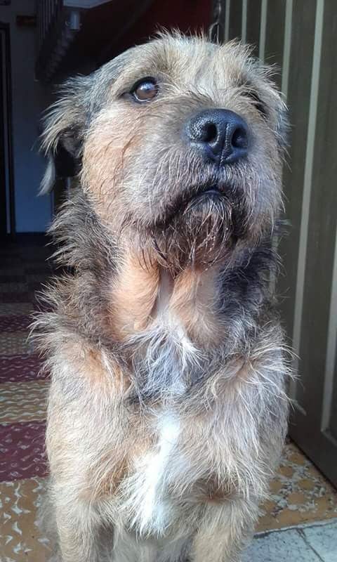 Perro en consulta veterinaria