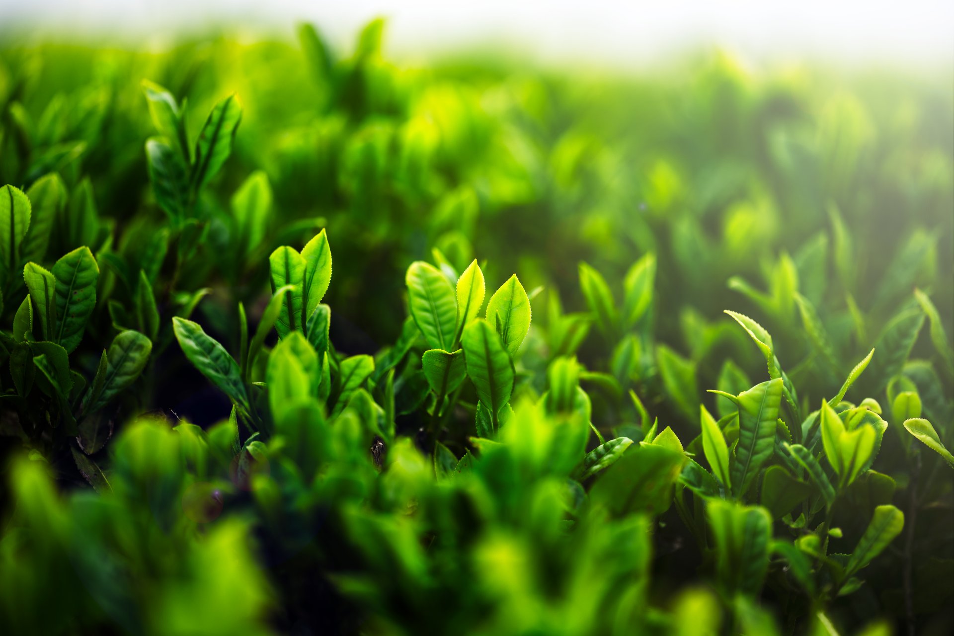 Tea plantation in the morning with close up of tea leaves