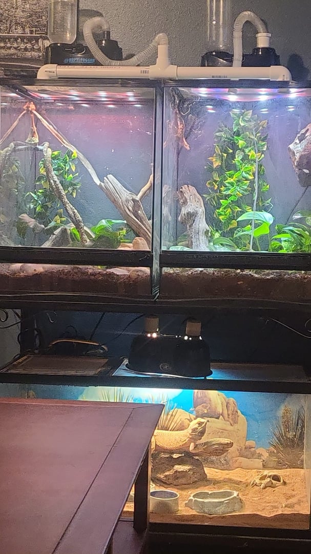 The Herpetarium animal