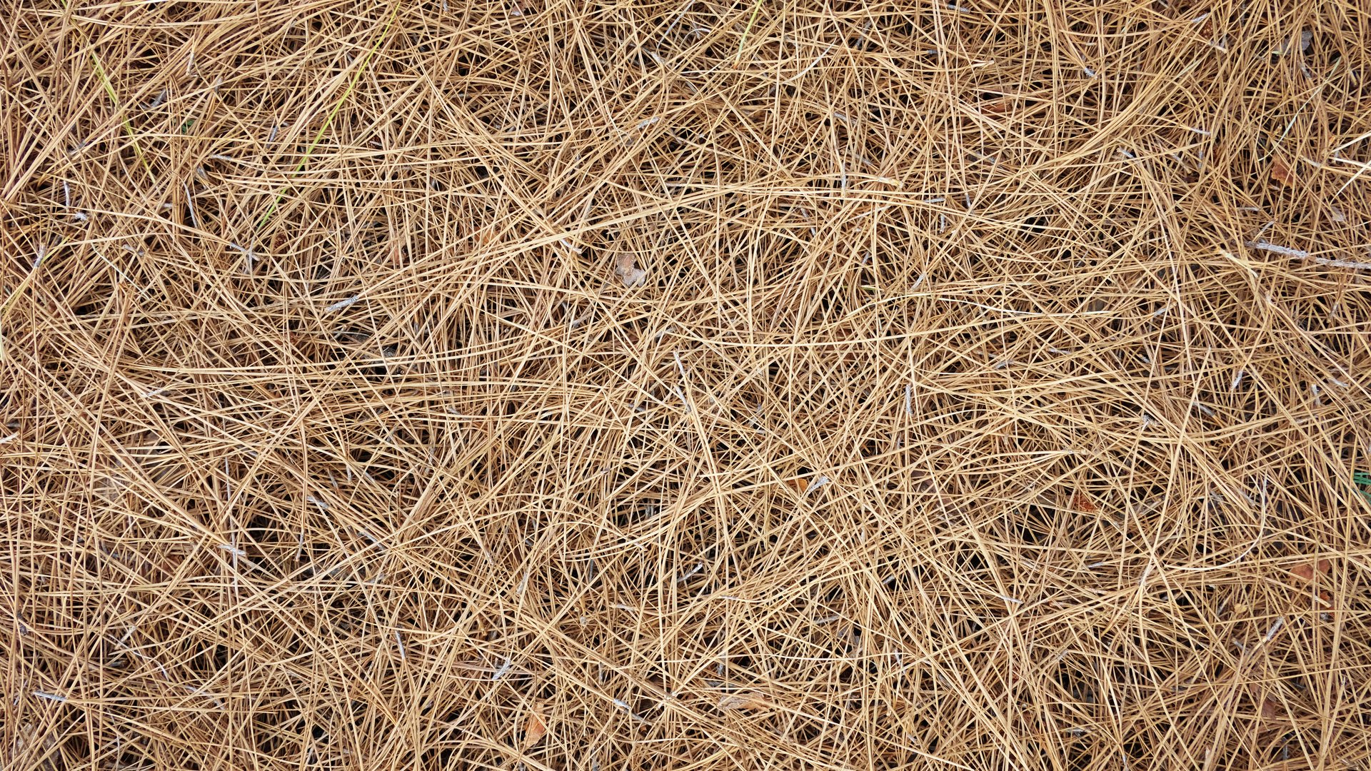Horizontal perspective of a pile of dry pine needles of Pinus canariensis, view from above, background shot with copy space, concept for season specifics, autumnal bliss and outdoors cozy atmosphere.