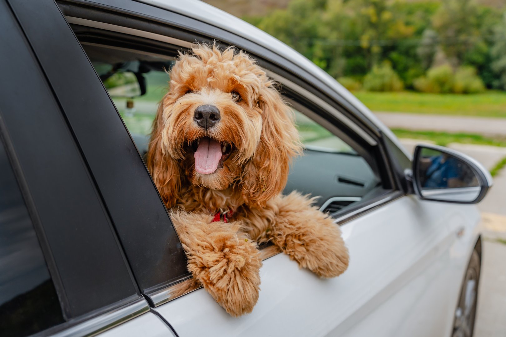 Curly brown dog poodle or labradoodle outdoors leans out of the car window
