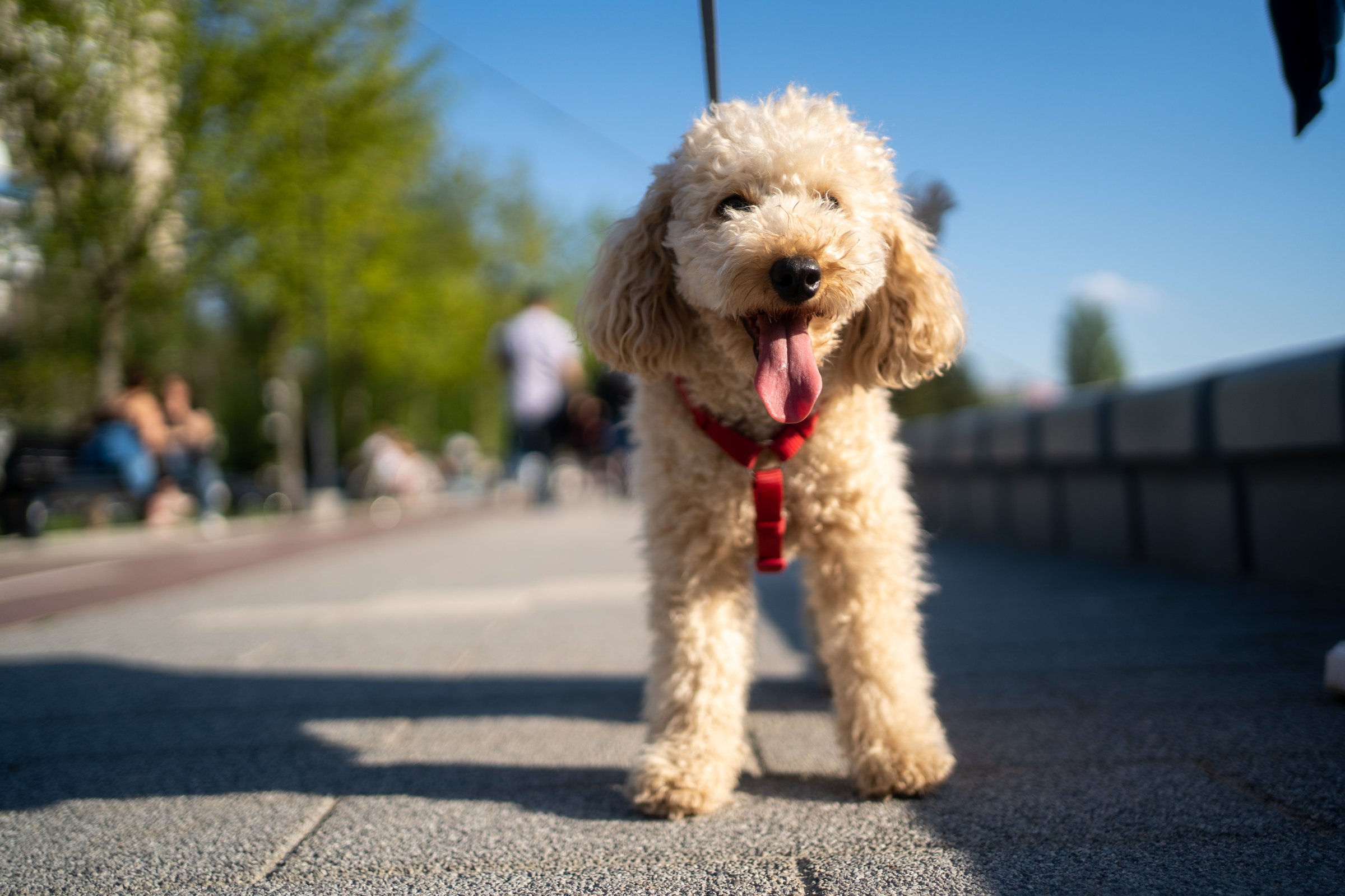 Dogs Walking in Park
