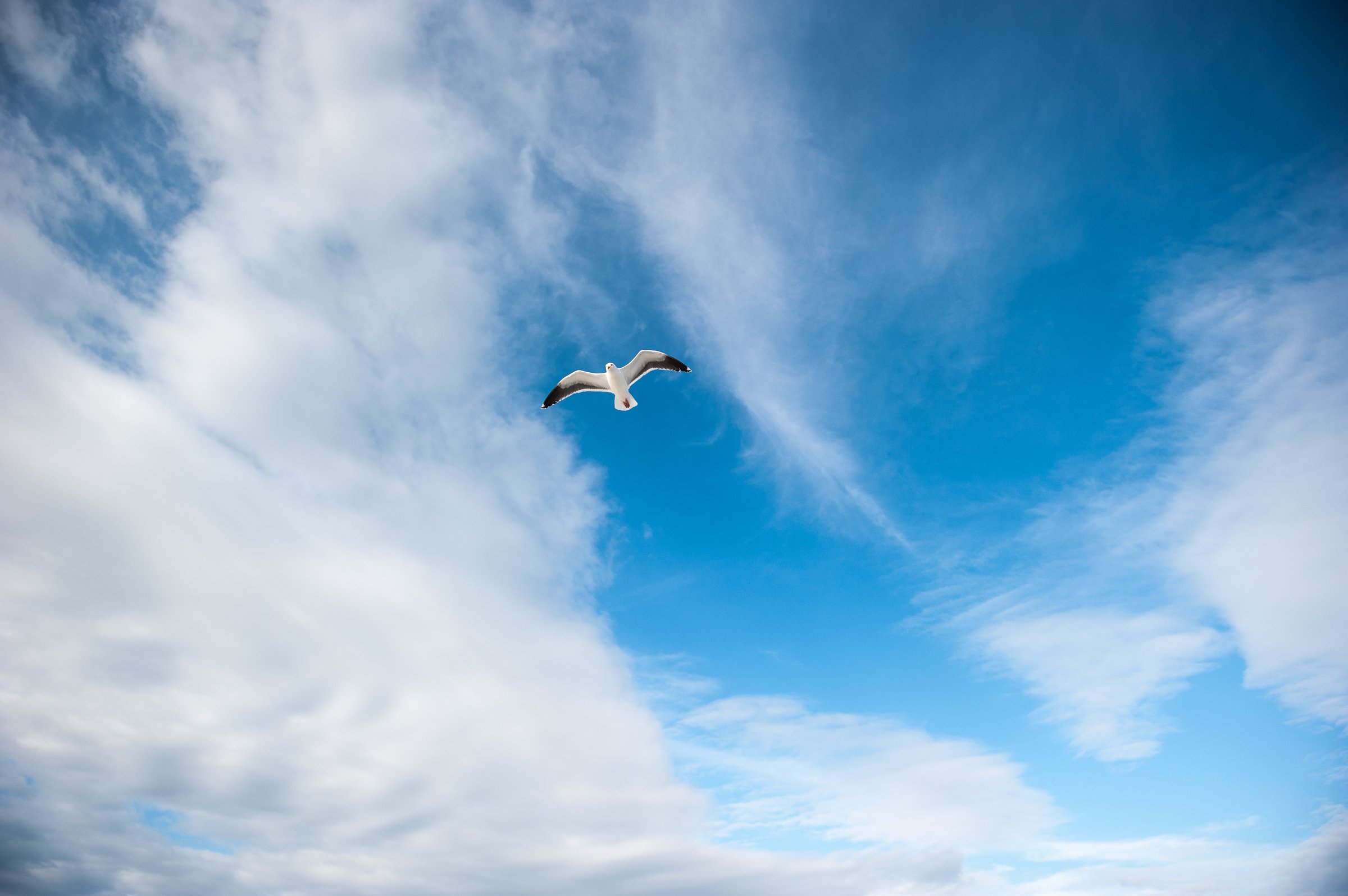 A seagull soars above the cloudy ocean.