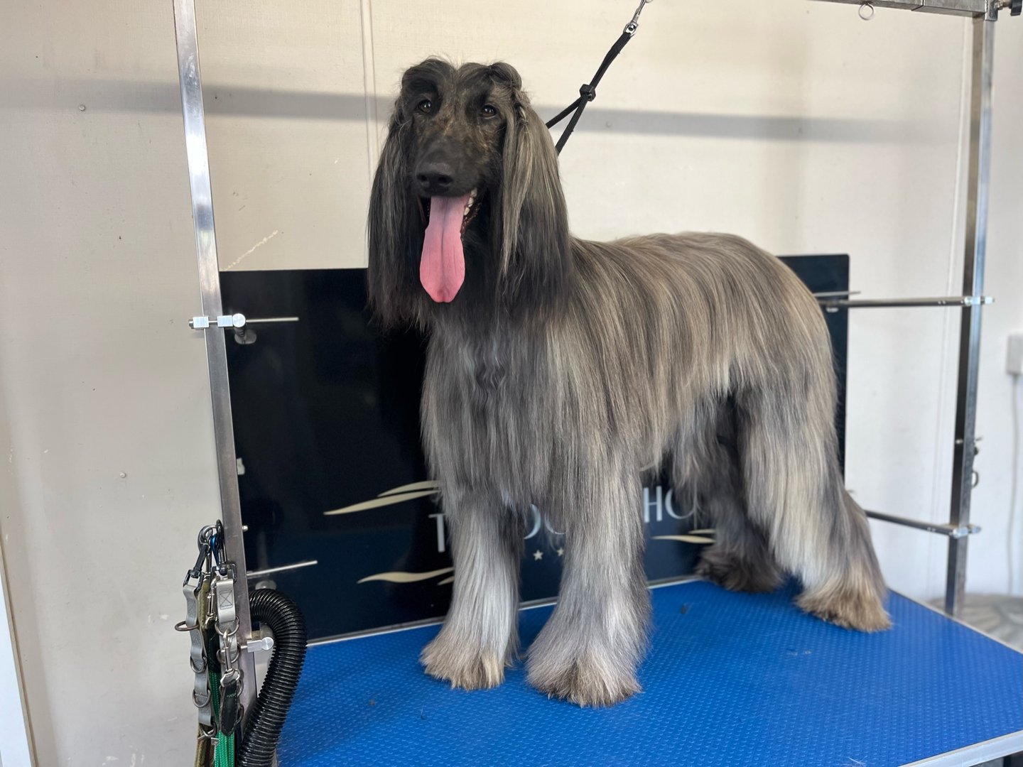 Groomed dog at The Dog Shop Ashbourne