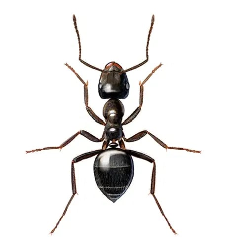 Svart tremaur nærbilde