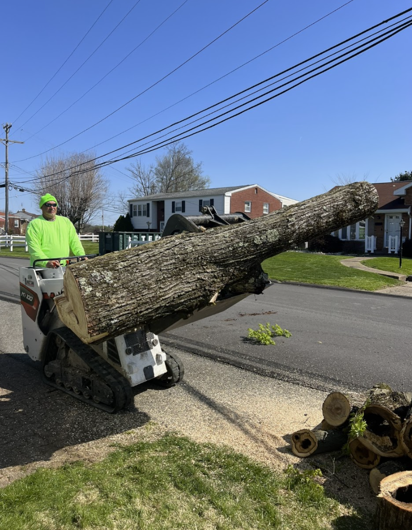 Tree Removal Project
