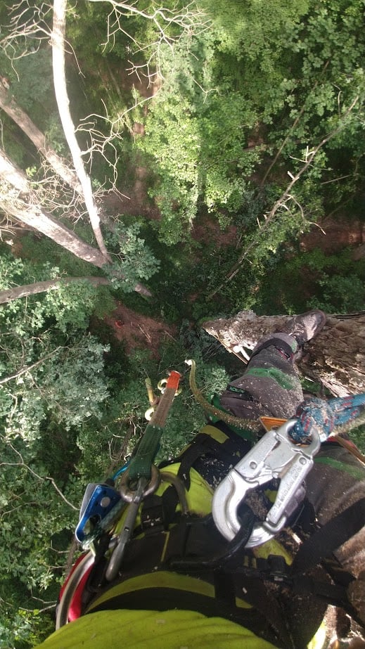 Professional tree climbing services by Hicks