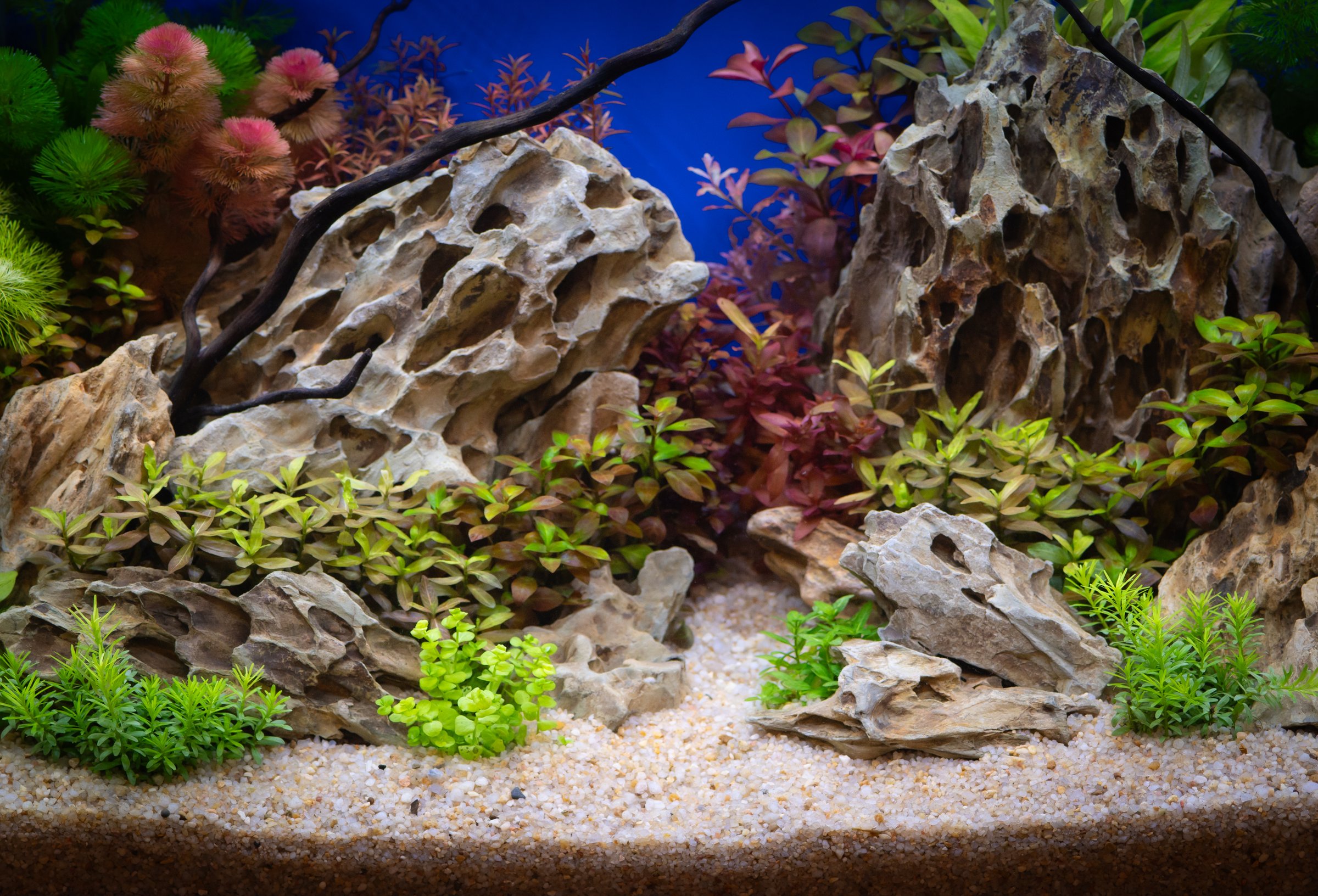 Underwater natural forest aquarium landscape. Lush green plants, rocks, herbs decorate scene. Submerged forest style. Nature, water, sand, stones, moss create unique environment.