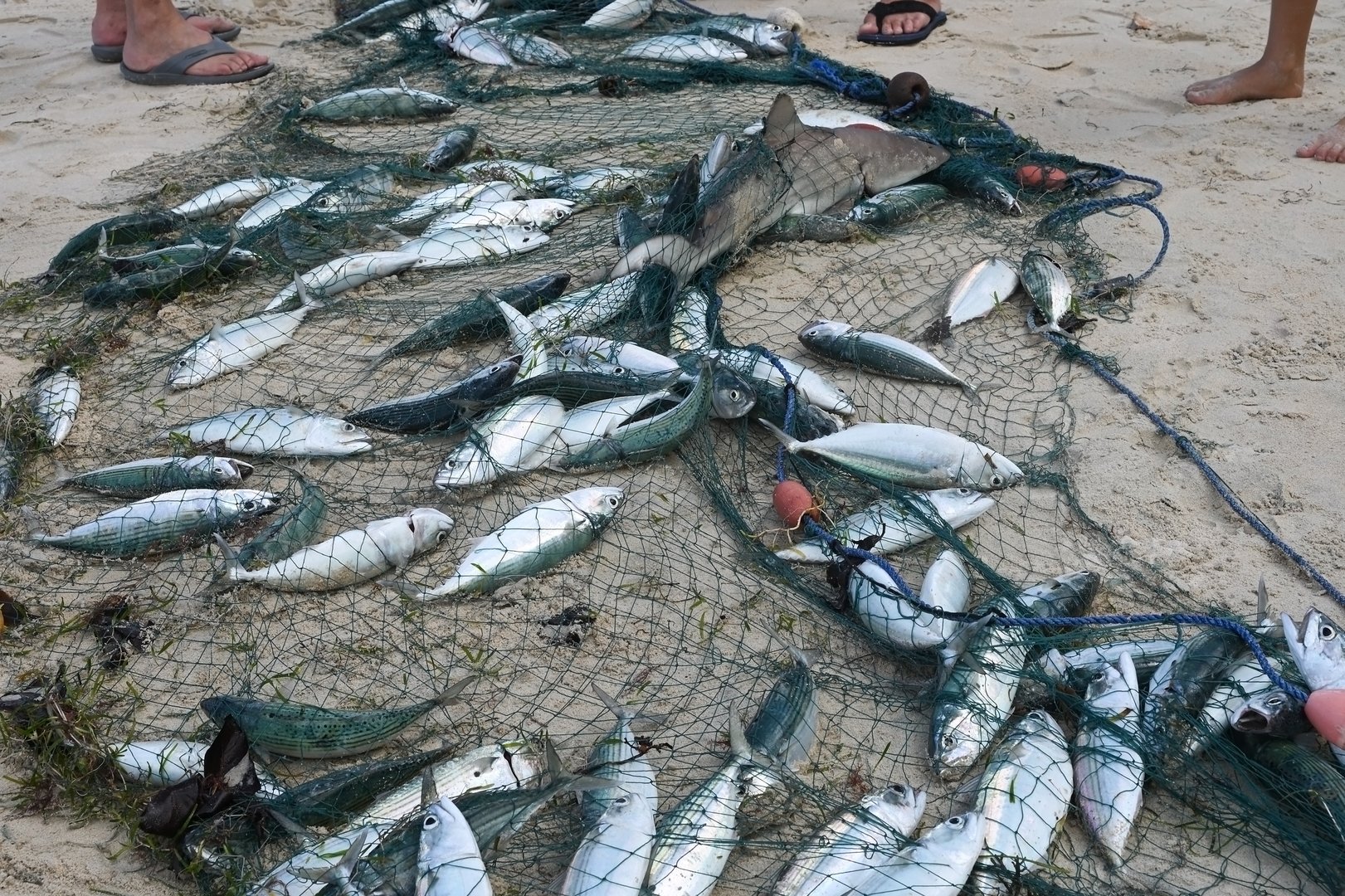 Freshly caught fish in a net on Mahe Island, Seychelles