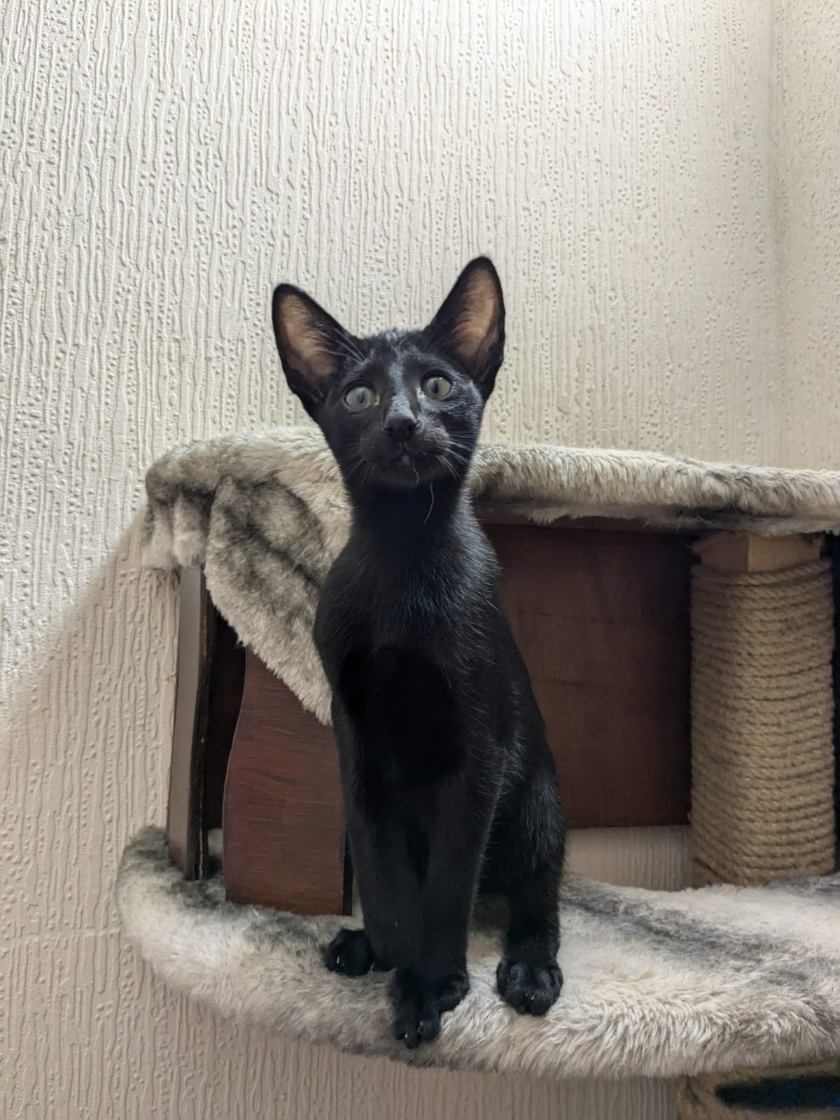 Beautiful Oriental cat