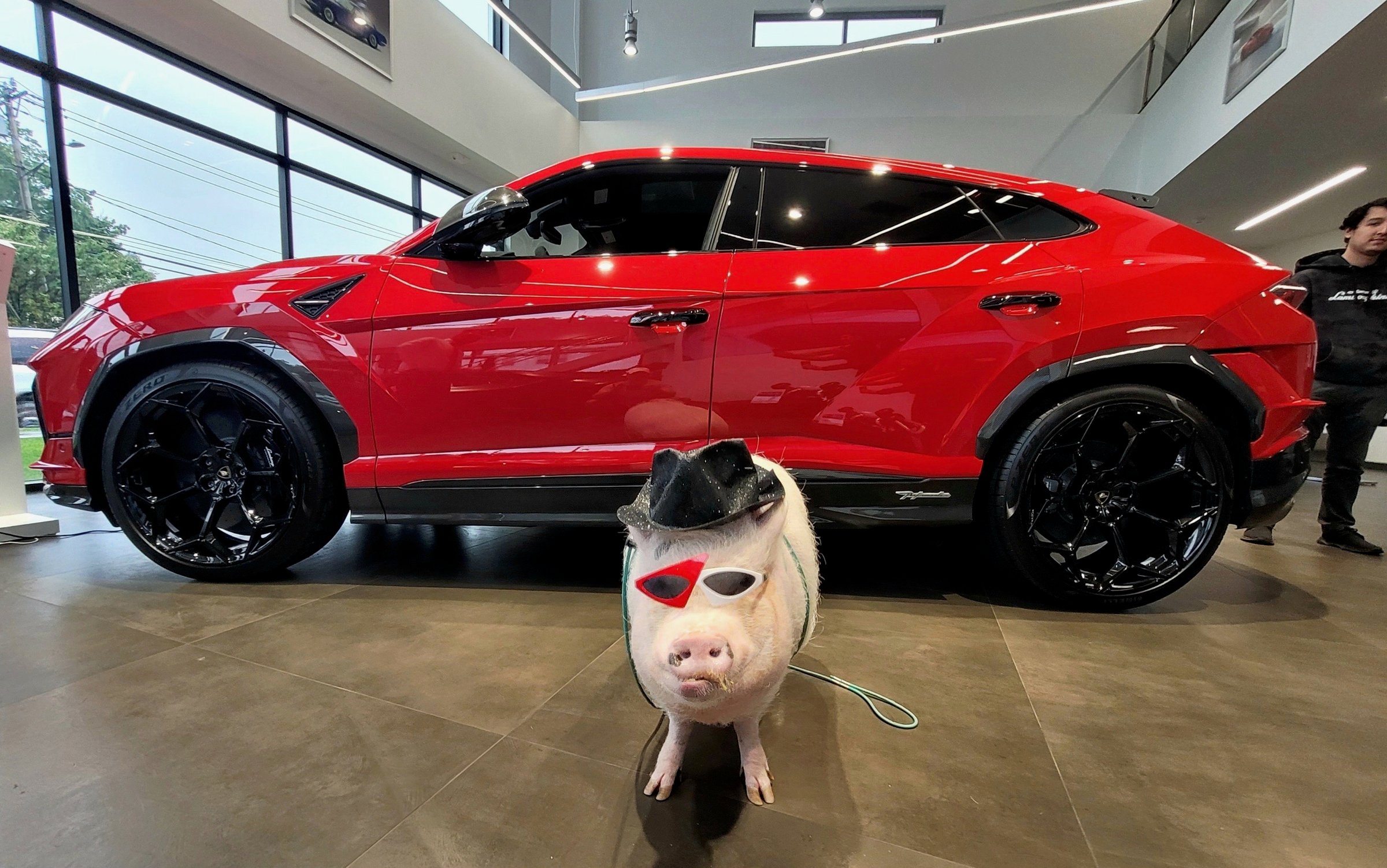 Media and corporate event with pigs