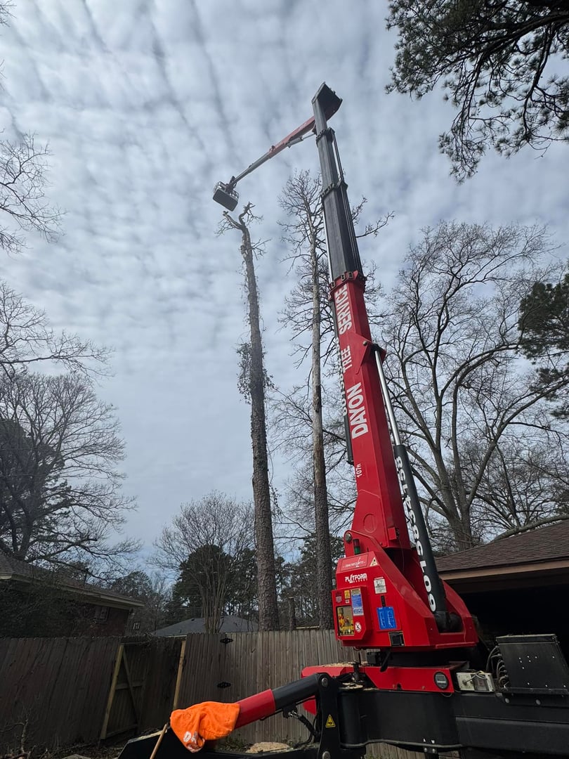 Tree trimming and pruning