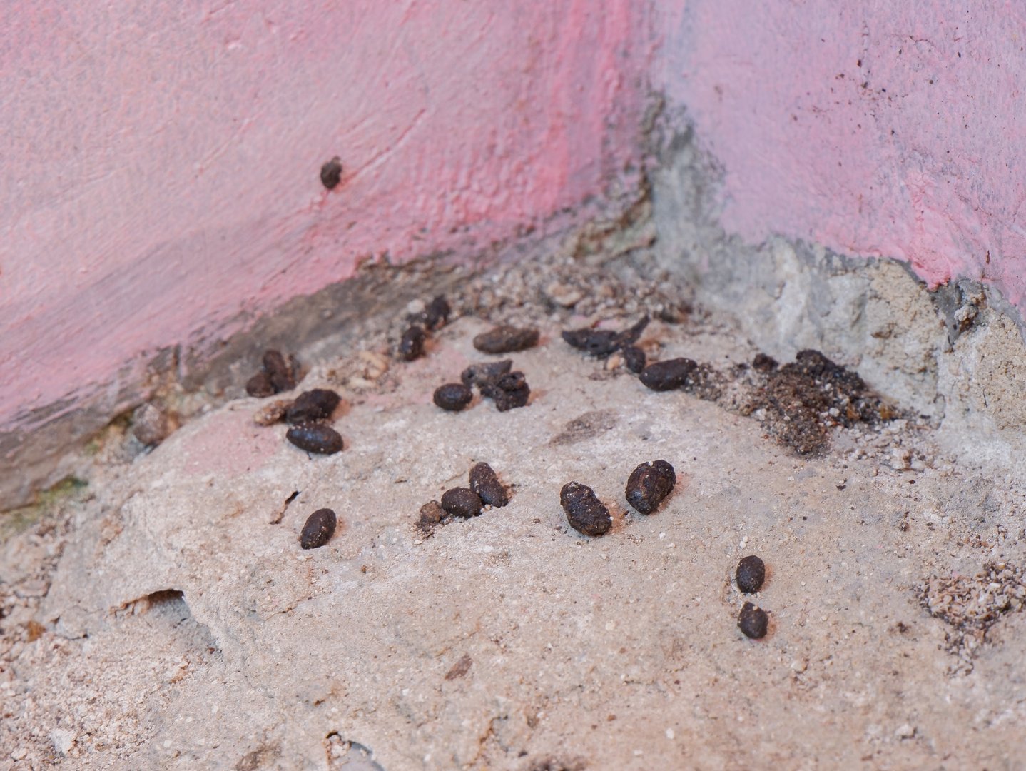 Mouse infestation with droppings