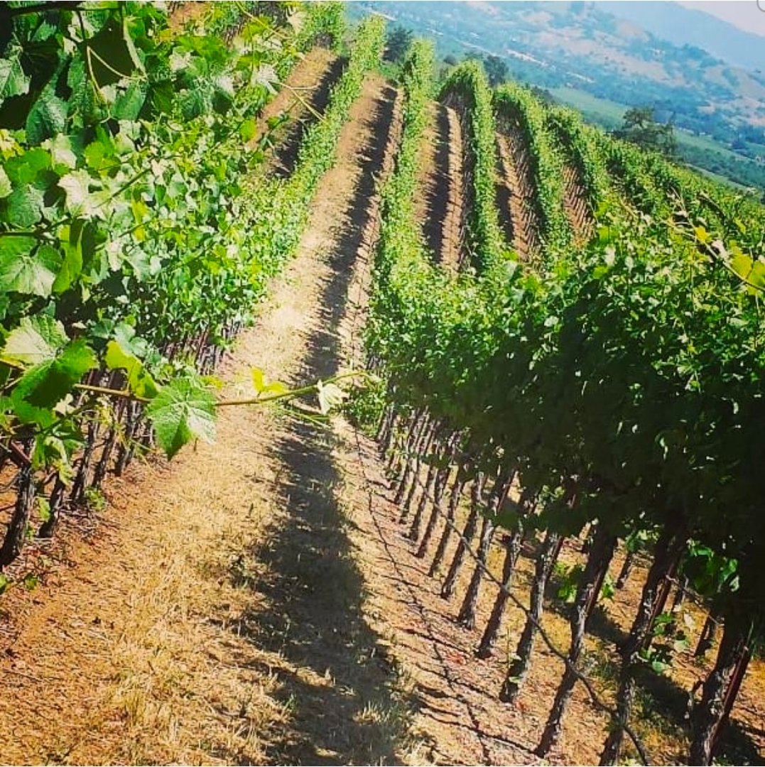 The Sipping Somm philosophy background