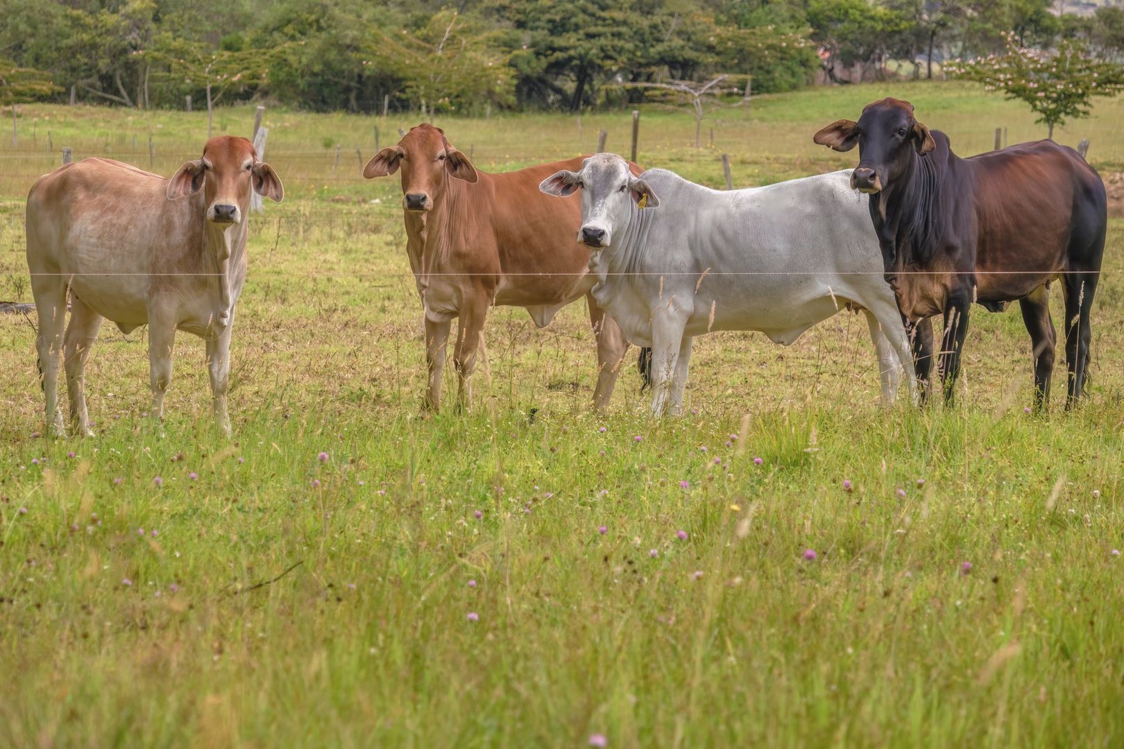 Four gyr cows on a grass field make a pause in the grazing to pose for the picture, in a farm in the eastern Andean mountains of central Colombia, near the town of Villa de Leyva.