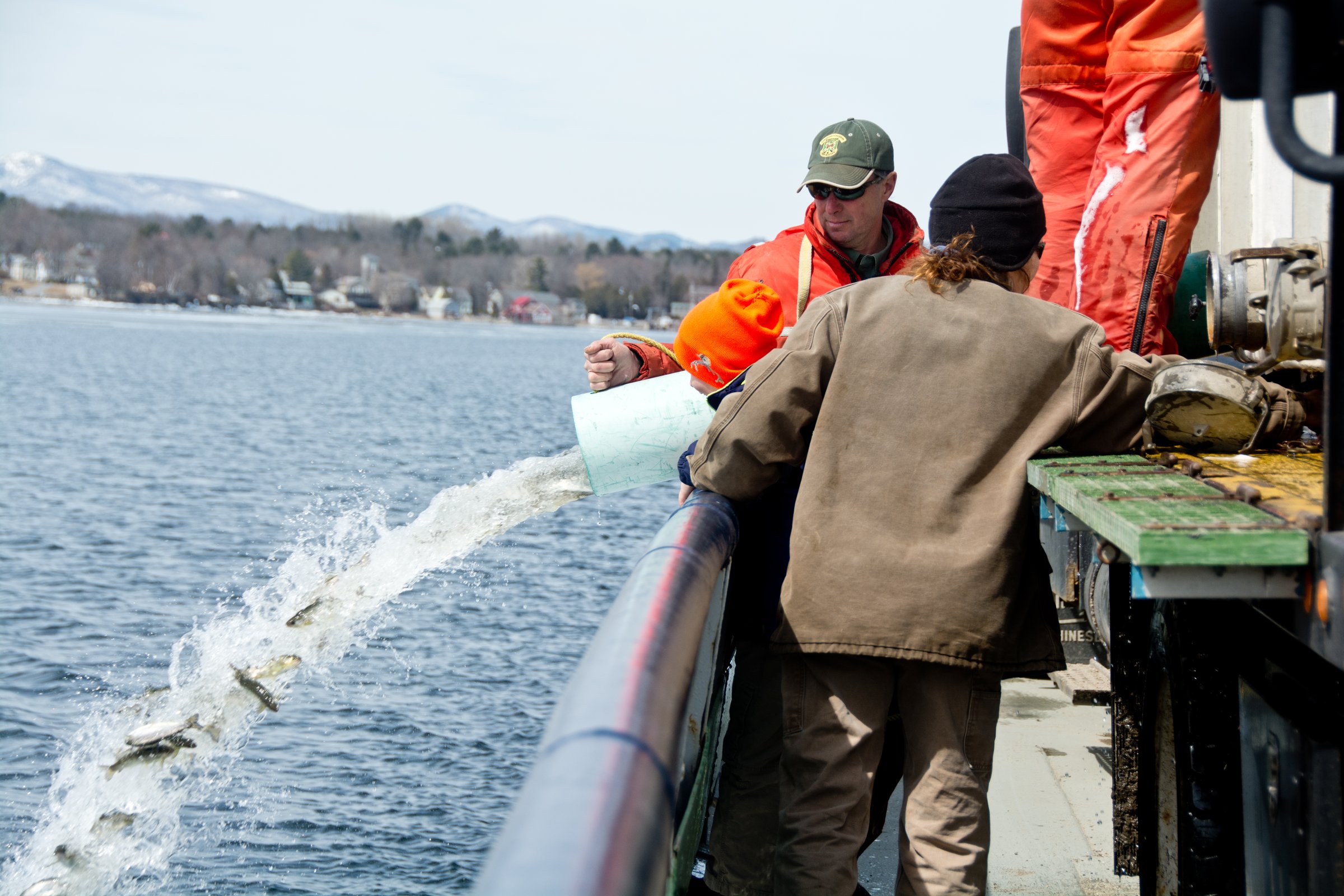 Charlotte, VT, USA - April 7, 2014: Vermont Fish and Wildlife personnel stock Lake Champlain with salmon from a truck aboard the ferry Grand Isle on a clear day in early spring.
