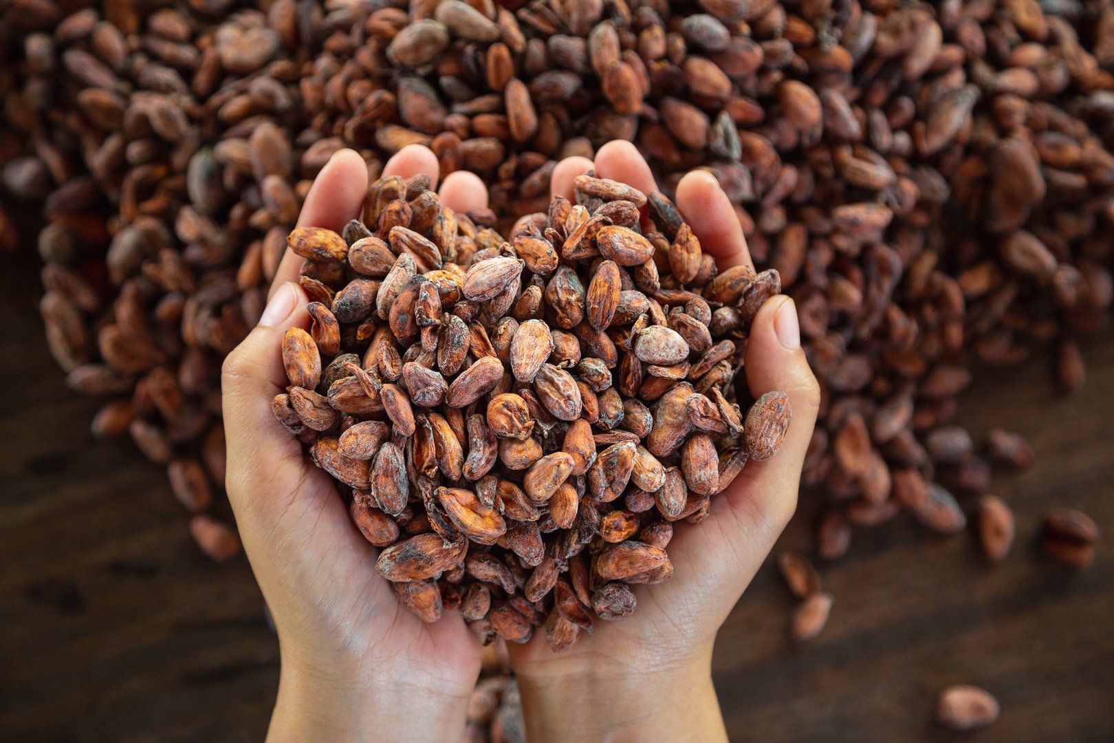 Worker holding a handful of cocoa beans