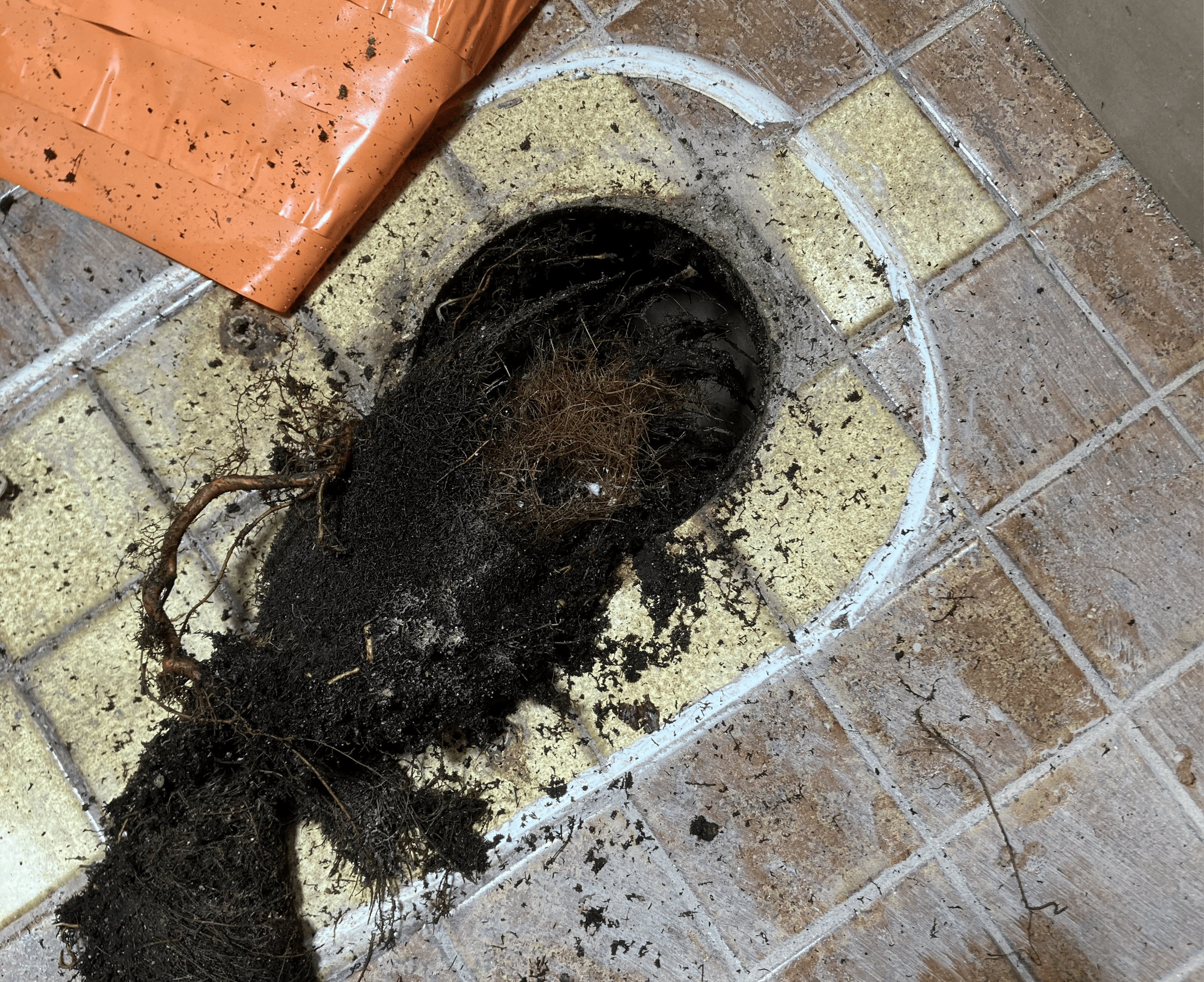 Wortelgroei in toiletbuis